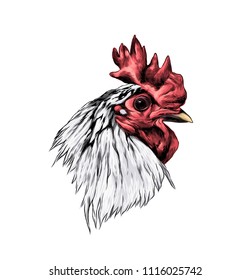 cock head in profile, sketch vector graphic color illustration