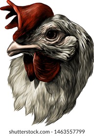 cock head , sketch vector graphic color illustration on white background