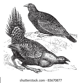 Cock of the Plains (Centrocercus urophasianus) or Sage grouse,female (top figure) and male, vintage engraved illustration. Sage Grouse. Trousset encyclopedia (1886 - 1891).