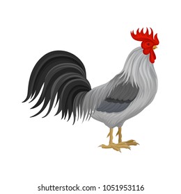 Cock, poultry breeding vector Illustration isolated on a white background.