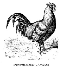Cock or Rooster or Cockerel, vintage engraved illustration. Natural History of Animals, 1880.