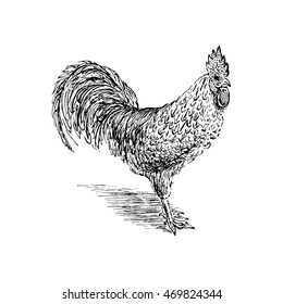 Cock sketch. Hand drawn vector illustration.