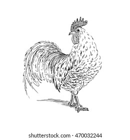 Cock sketch. Hand drawn vector illustration.