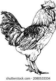 Cock standing side view. Drawn in vintage engraving style. Vector illustration poultry of a farm - rooster. Cockerel or cock. Great for the chicken manufacturing, pack, poster, menu, logo ect