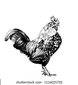 cock stands in full height sideways, sketch vector graphics monochrome illustration on white background