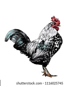 cock stands in full height sideways, sketch vector graphic color illustration on white background