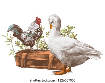 cock stands on an old retro suitcase and goose stands next in the background growing grass, sketch vector graphics color illustration on white background