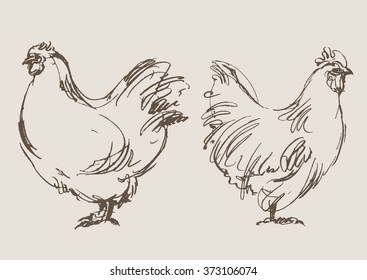 cock vector, hand draw sketch 