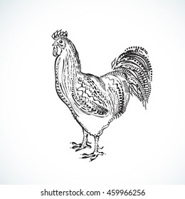 Cock vector, hand draw sketch