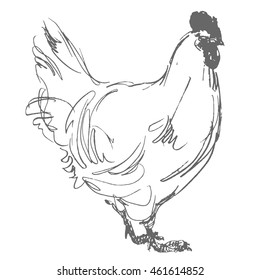 cock vector, hand draw sketch 