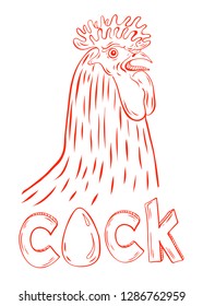 Cock vector illustration