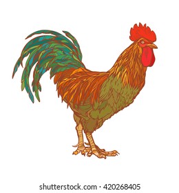cock vector illustration
