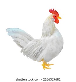 Cock vector illustration. Rooster on white background. Bantam picture. Fowl hand drawn. Rural bird. Village bird. Domestic animal. Bantam cartoon style. Clipart for logo, greeting card and design.