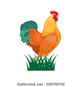 Cock vector on white background. Beautiful roster. rooster standing on the grass