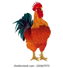 Cock vector on white background