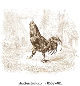 Cock - vintage engraved illustration - "Histoire naturelle" by Buffon and Lacépède published in 1881 France