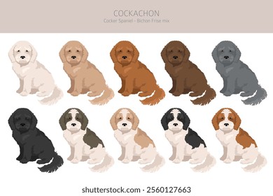 Cockachon clipart. Cocker Spaniel Bichon Frise mix. Different coat colors set.  Vector illustration