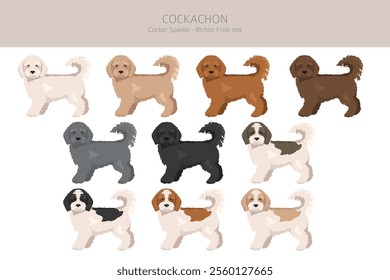 Cockachon clipart. Cocker Spaniel Bichon Frise mix. Different coat colors set.  Vector illustration