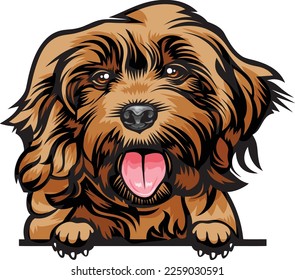 Cockapoo Color Peeking Dogs. Color image of a dogs head isolated on a white background. Dog portrait, Vector illustration