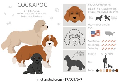 Cockapoo mix breed clipart. Different poses, coat colors set.  Vector illustration