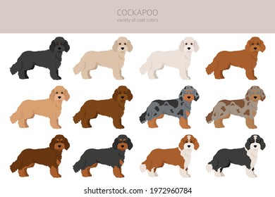 Cockapoo mix breed clipart. Different poses, coat colors set.  Vector illustration