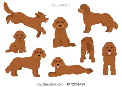 Cockapoo mix breed clipart. Different poses, coat colors set.  Vector illustration