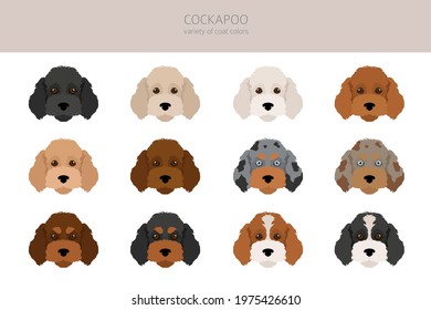 Cockapoo mix breed clipart. Different poses, coat colors set.  Vector illustration