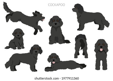 Cockapoo mix breed clipart. Different poses, coat colors set.  Vector illustration