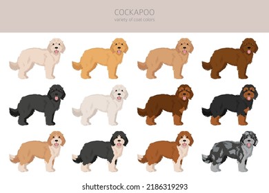 Cockapoo mix breed clipart. Different poses, coat colors set.  Vector illustration