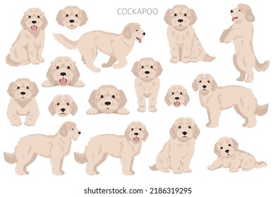 Cockapoo mix breed clipart. Different poses, coat colors set.  Vector illustration