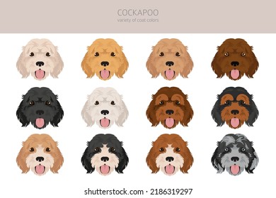 Cockapoo mix breed clipart. Different poses, coat colors set.  Vector illustration