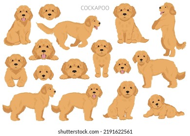 Cockapoo mix breed clipart. Different poses, coat colors set.  Vector illustration