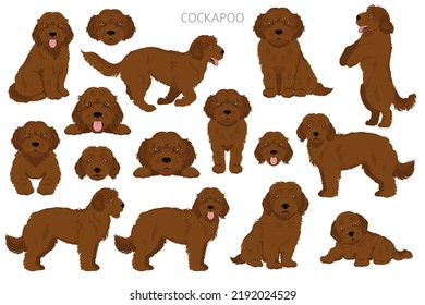 Cockapoo mix breed clipart. Different poses, coat colors set.  Vector illustration