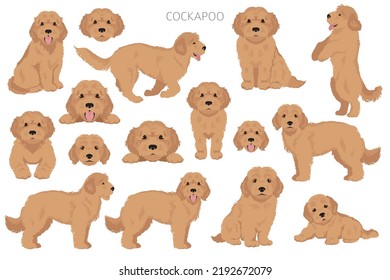 Cockapoo mix breed clipart. Different poses, coat colors set.  Vector illustration