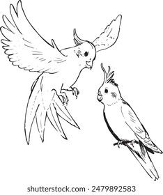 Cockatiel bird ink illustration. Birdwatching sketches. Birds black and white vector line drawings. Flying bird with wings artwork. Wildlife animals. 