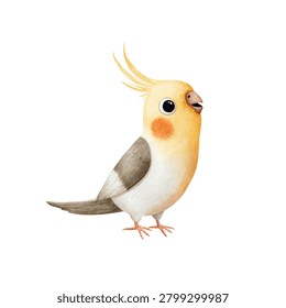 Cockatiel bird with orange cheeks standing still