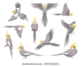 Cockatiel Bird Parrot Grey Various Poses Cartoon Vector Character