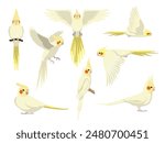 Cockatiel Bird Parrot Lutino Various Poses Cartoon Vector Character