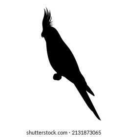 Cockatiel bird silhouette. Vector illustration of a black silhouette of a cockatiel parrot sitting on a branch isolated on a white background. Logo, side view.