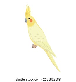 Pájaro de Cockatiel sentado en una rama. Ilustración vectorial de un loro de gallo sentado en una rama aislada de fondo blanco. Vista lateral, perfil. 