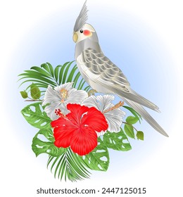 Cockatiel Cinnamon cute tropical bird funny  parrot Nymphicus hollandicus
and white and red hibiscus watercolor style on a white background vintage vector illustration editable hand draw