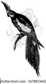 Cockatiel found in Australia, vintage line drawing or engraving illustration.