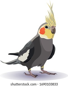 Cockatiel natural color vector graphic 