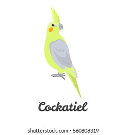 Cockatiel parrot color flat icon for web and mobile design