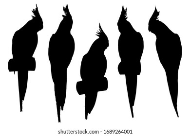 Cockatiel parrot set silhouettes on white background