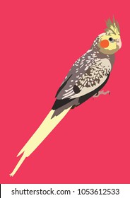 
Cockatiel Parrot Vector Art
