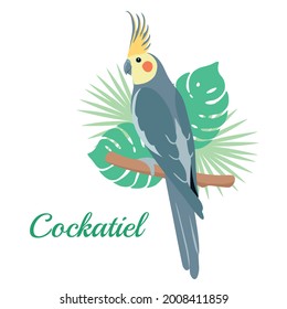 Cockatiel parrot Vector illustration. Cartoon bird with tropical leaves isolated on white background. 