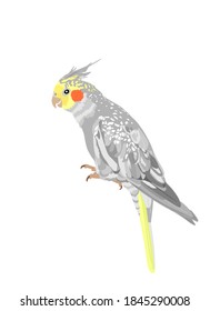 Cockatiel parrot vector illustration isolated on white background. Bird symbol. Corella cockatiel parrot.