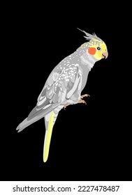 Cockatiel parrot vector illustration isolated on black background. Bird symbol. Corella cockatiel parrot.