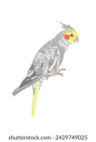 Cockatiel Papagei Vektor-Illustration isoliert auf weißem Hintergrund. Vogelsymbol. Corella-Kakerapagei.